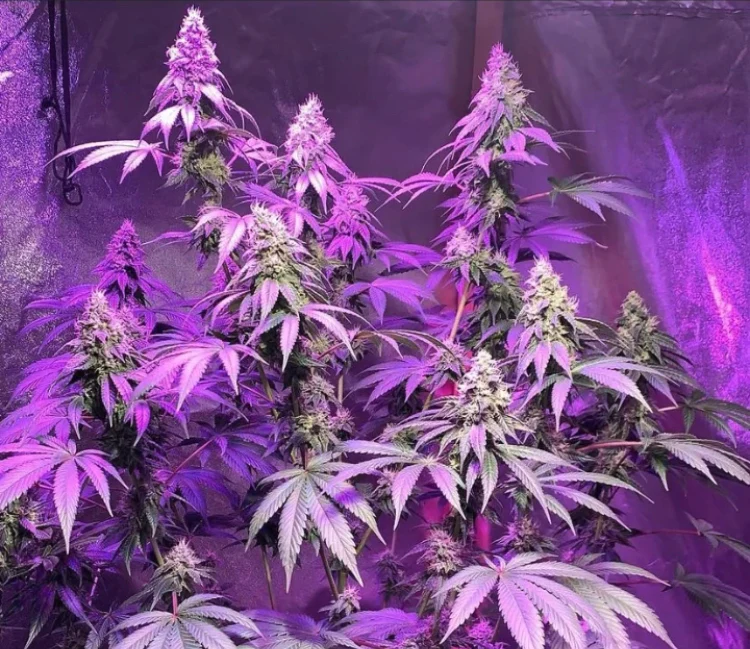 Chem Lab - Wicked Bubblegum V2 - Image 4