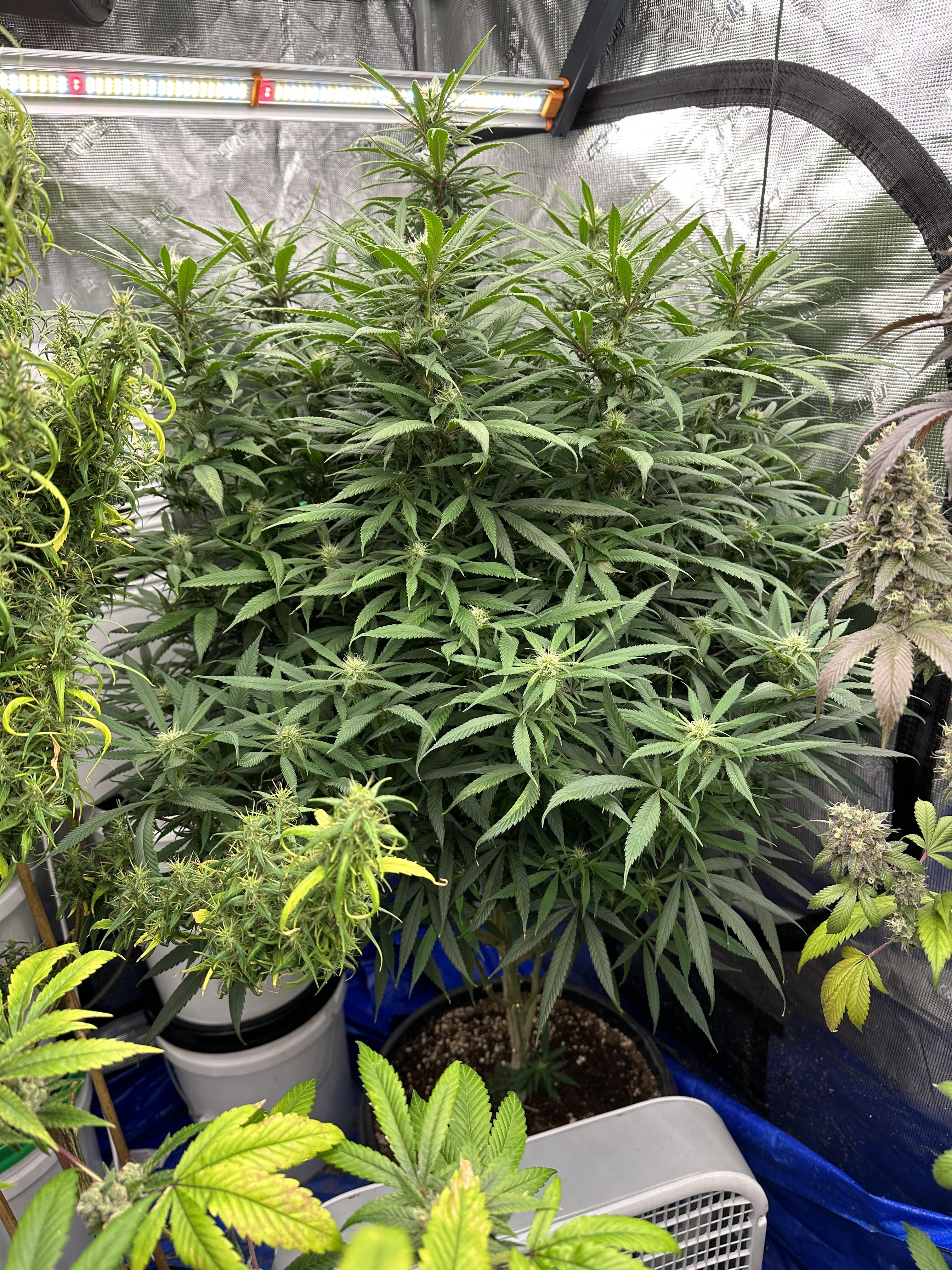 Santa Cruz Goat Farm - Santa Cruz Blue Dream (S1) - Image 3